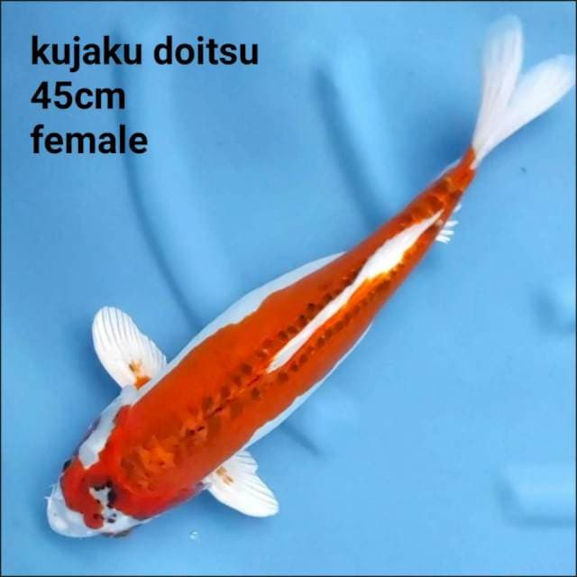 KUJAKU DOITSU