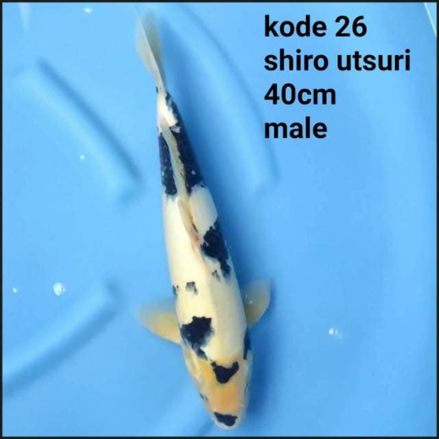 SHIRO UTSURI