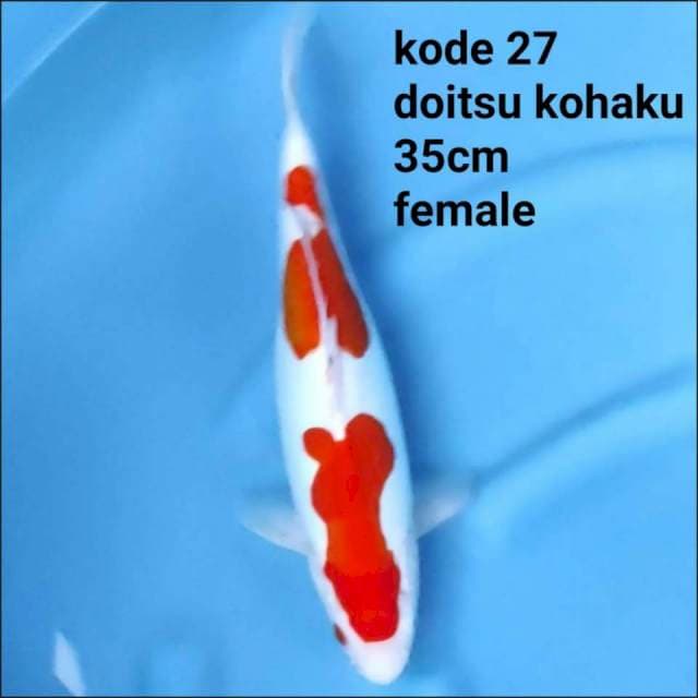 DOITSU KOHAKU