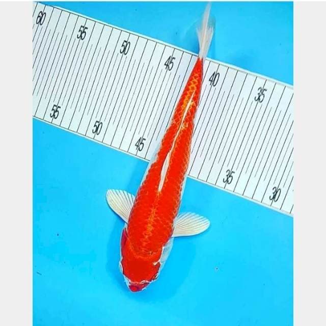 Hikari 1 Kohaku