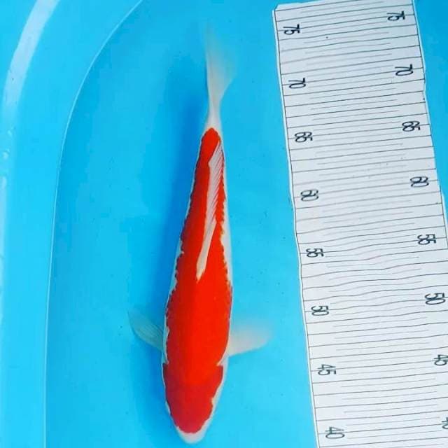 Mblunus Kohaku