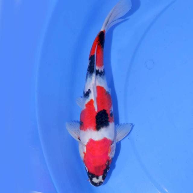 27cm SHOWA