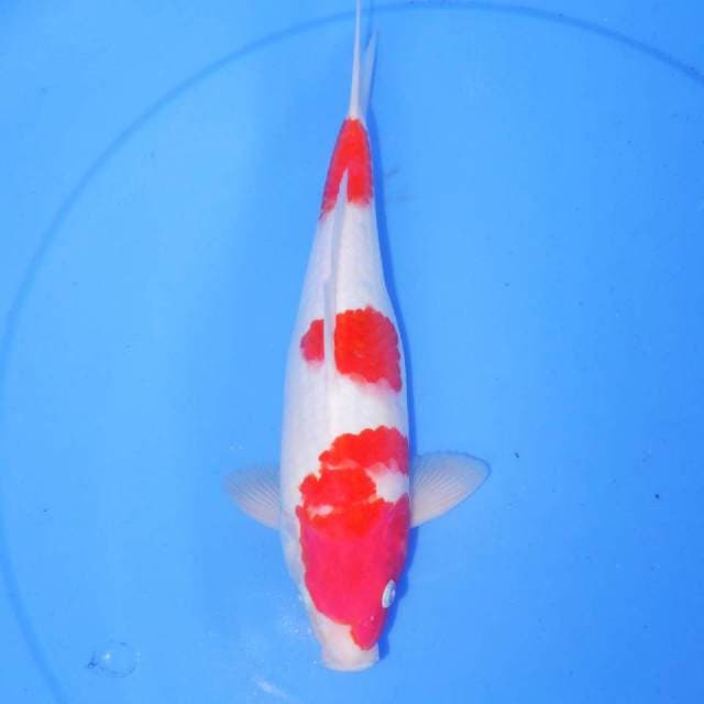 28cm KOHAKU