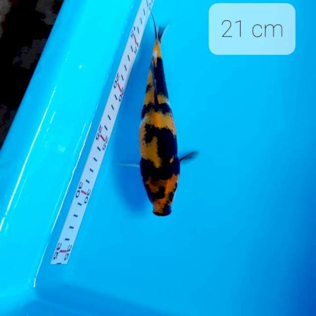 Kin showa 21 cm