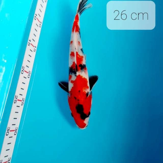Kindai showa 26 cm