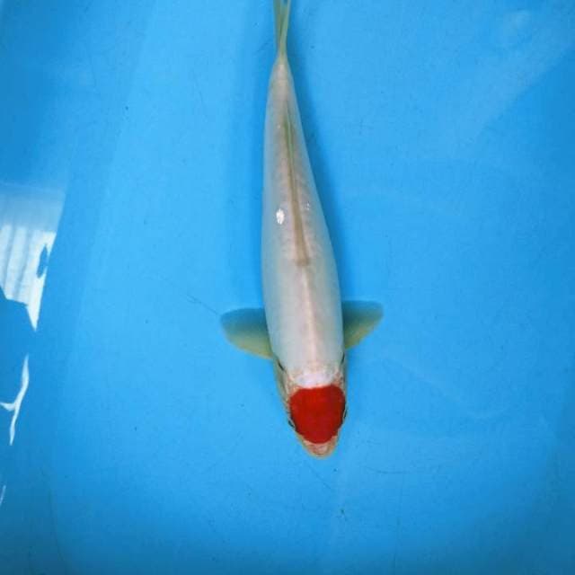ADELA 1 ~ TANCHO KOHAKU DOITSHU 34cm