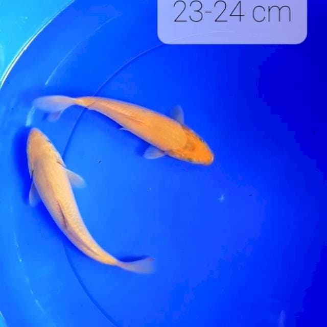 Karamel 23-24 cm