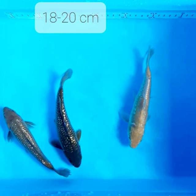 Midori 18-20 cm