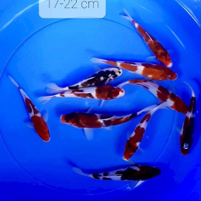 Goromo 17 -22 cm