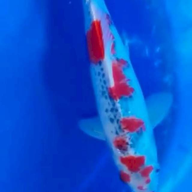 Goshiki merah