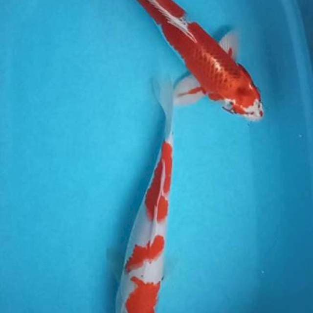 Kohaku dan kujaku size 38-39 cm