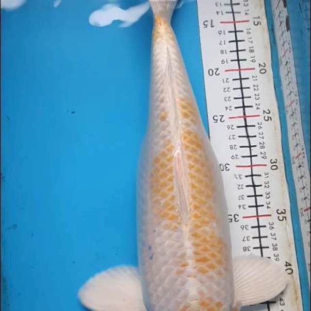 Hariwake jumbo 45cm