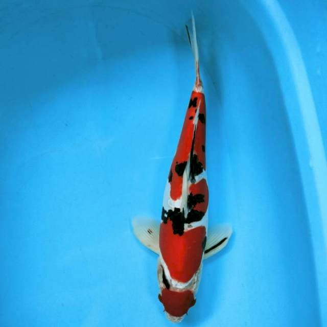 ADELIA 2 ~ SANKE MARUTEN 40cm