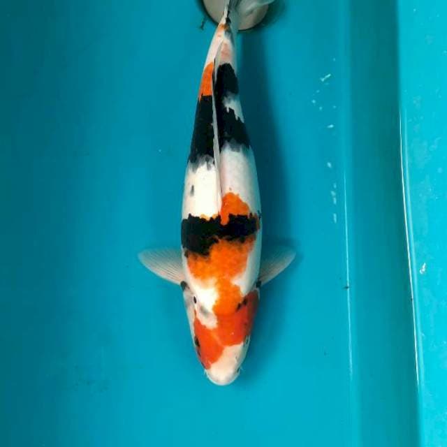 41cm Female Showa sanshoku