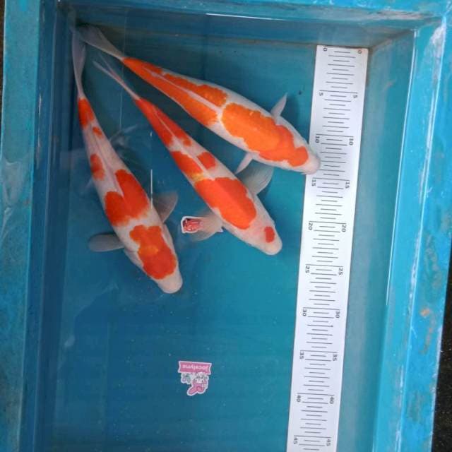 Paket Kohaku 3ekor