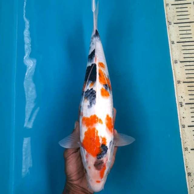 Kindai showa tategoi 40cm Female