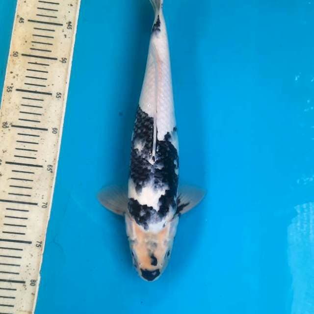 41cm Shiro Male