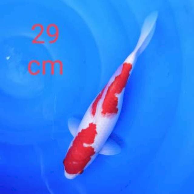 Kohaku 29cm