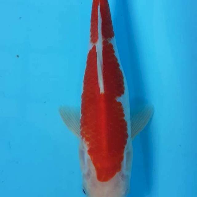 Aka Sanshoku