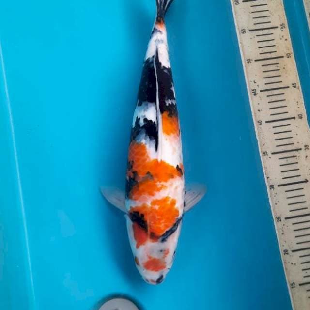 46cm Male kindai Showa