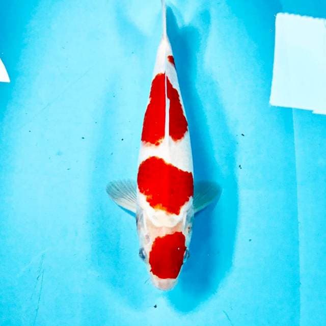 Kohaku, 32 cm