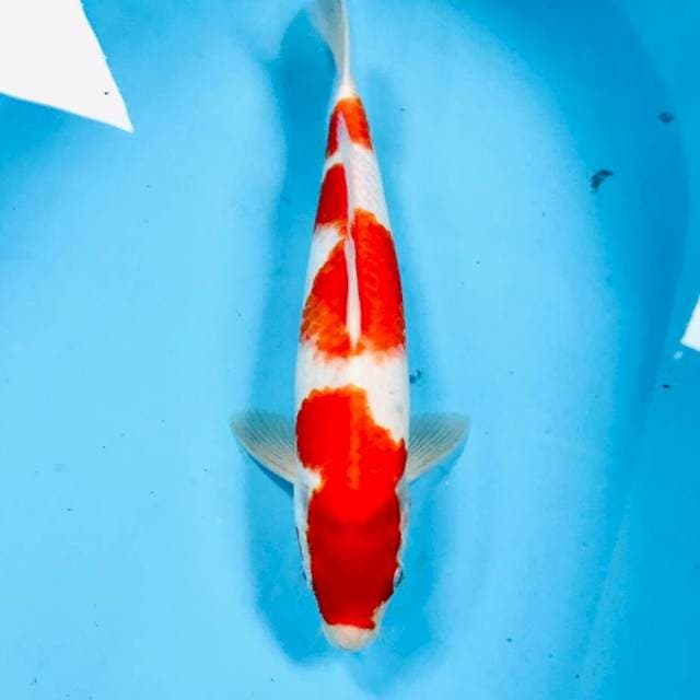 Kohaku, 32 cm