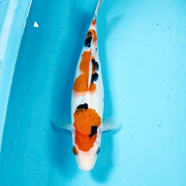 Sanks, 28 cm