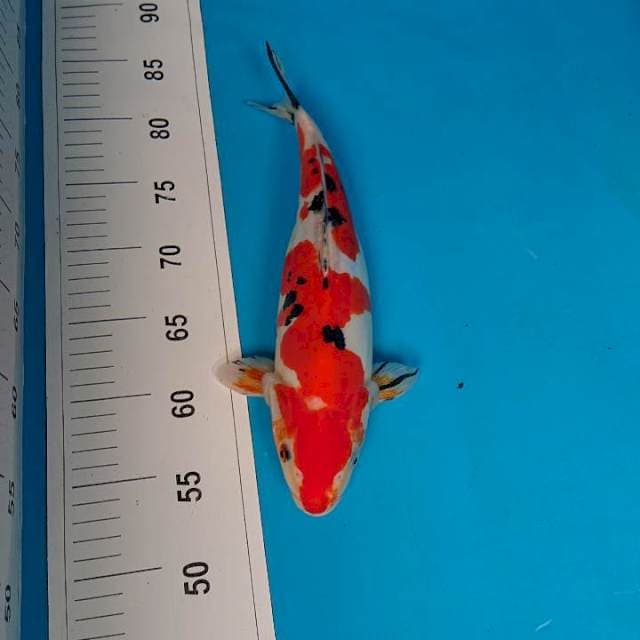 DOITSU SANKE 32 cm