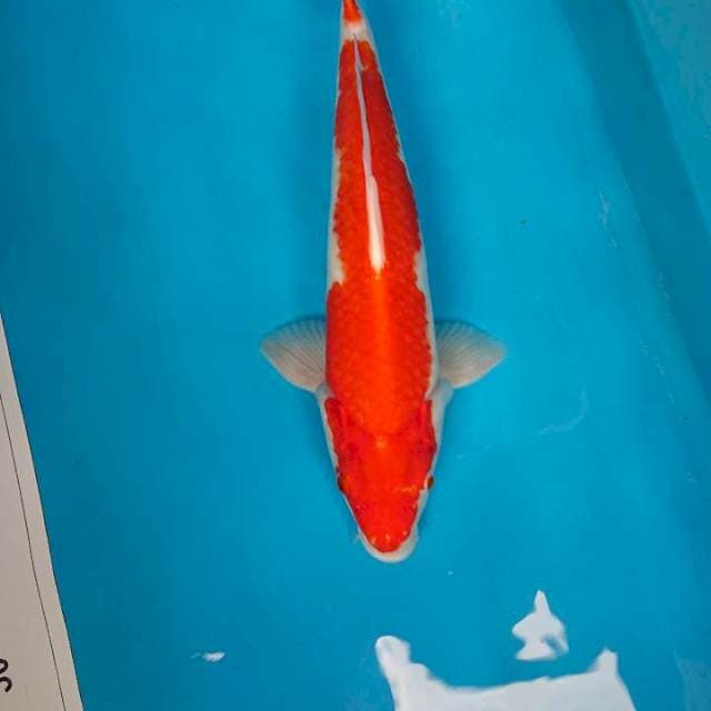KOHAKU 38 cm