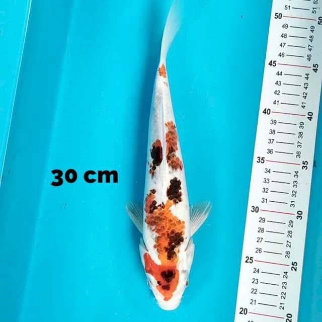 Ai Goromo 30cm