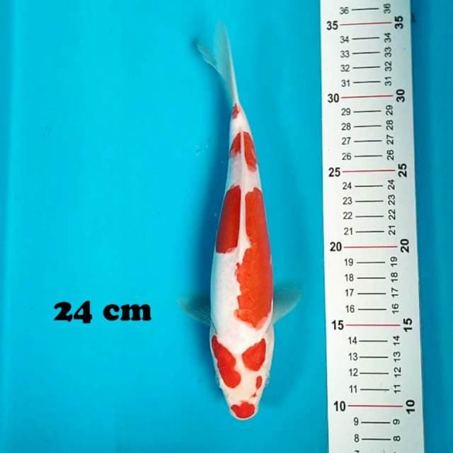 Kohaku Doitsu 24 cm