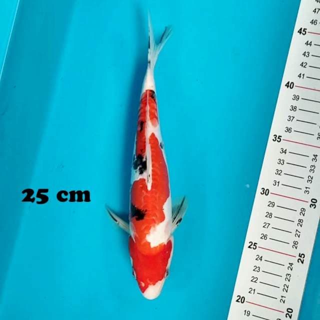 Sanke Doitsu 25 cm