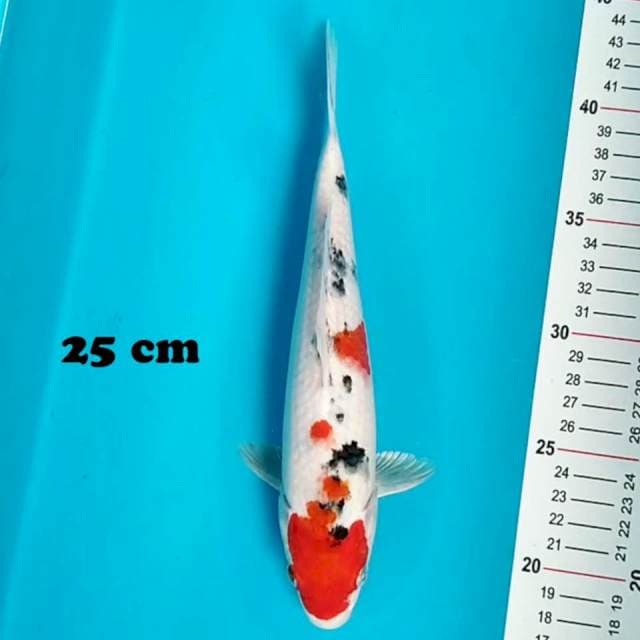 Sanke 25 cm