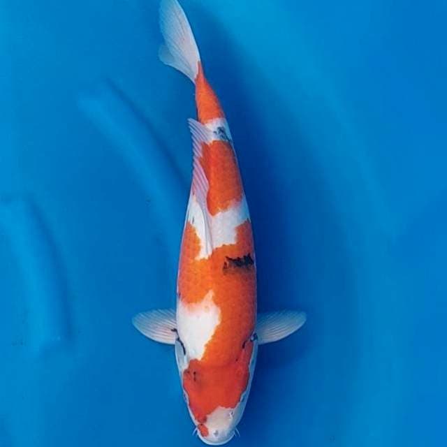 Tategoi Showa 42cm