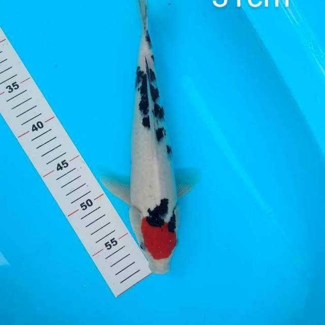 tancho sanke Jantan 31cm