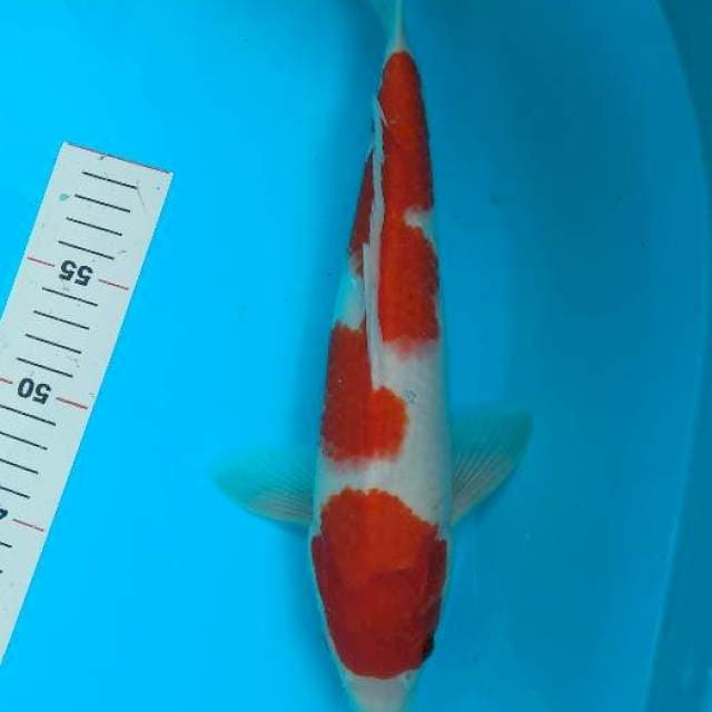Maruten Kohaku inazuma 30cm