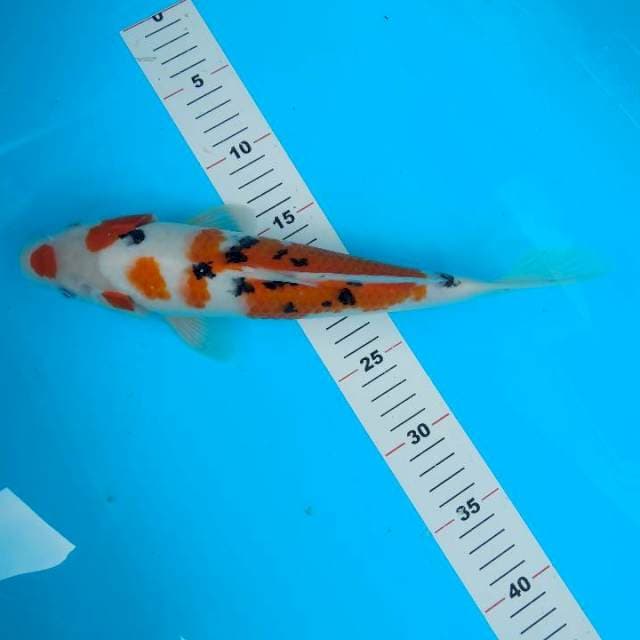 maruten sanke jantan 32cm