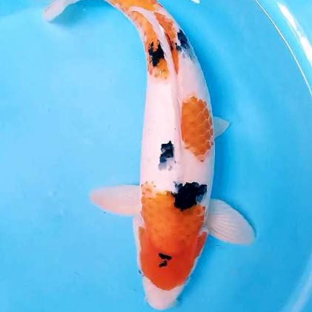 Jumbo sanke male 45 cm