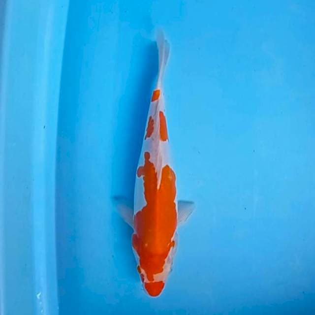 Melati 06~ Kohaku Doits 34 cm
