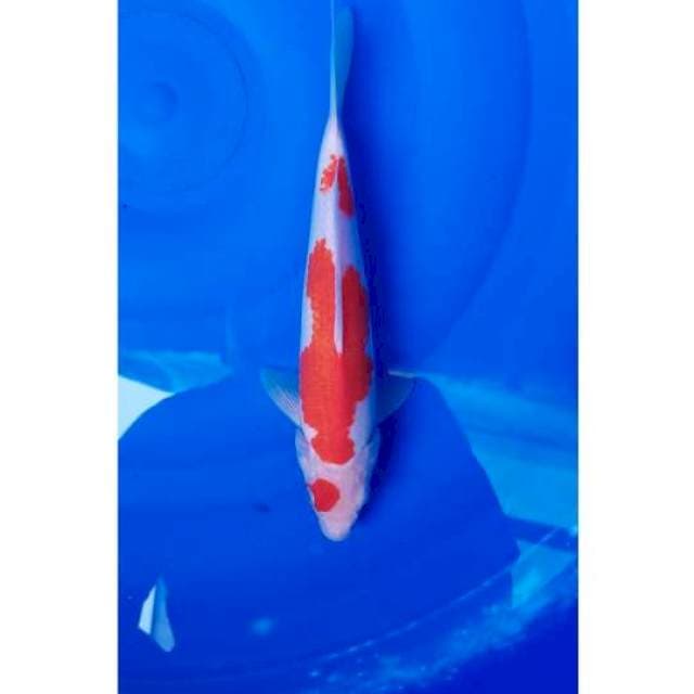 Kohaku 3step Original 27cm (M)