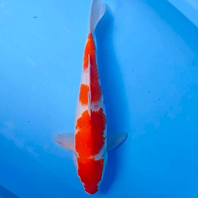 Anggrek 03~ Kohaku jumbo Ori 41 cm