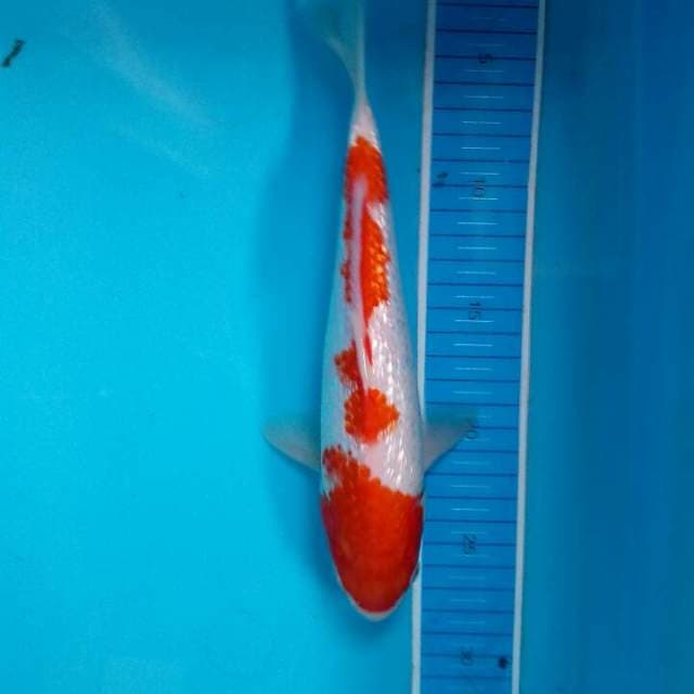 Inazumi strong ginrin kohaku