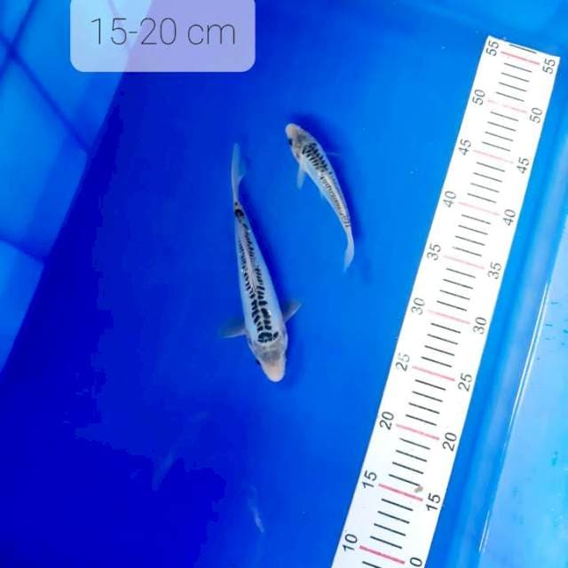 Mubin koi. Paket 2 ekor 15-20 cm