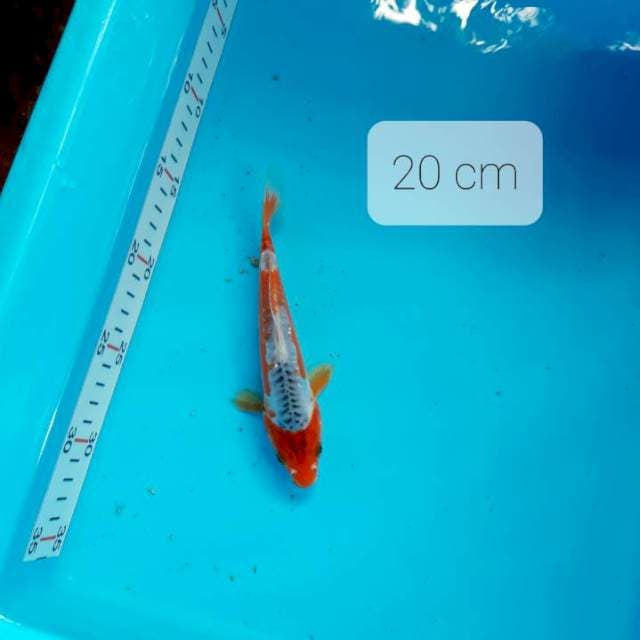 Mubin koi.hana shusui 20 cm