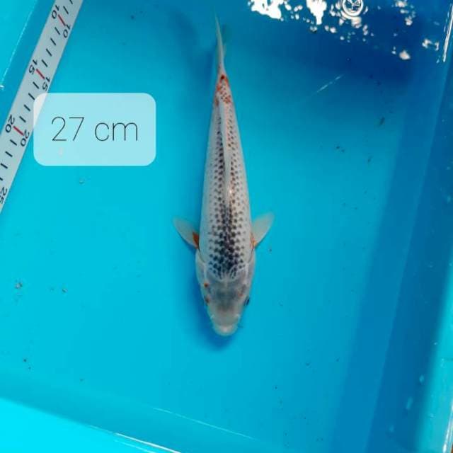 Mubin koi.Asagi 27 cm