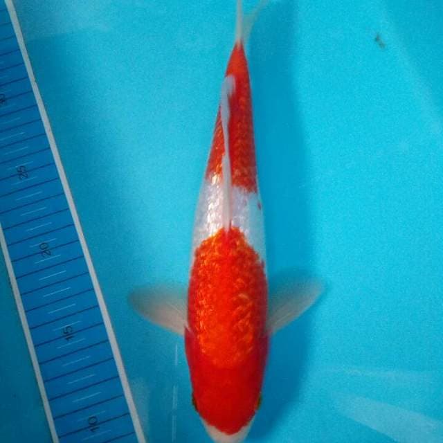 Pattern 2 step strong ginrin kohaku