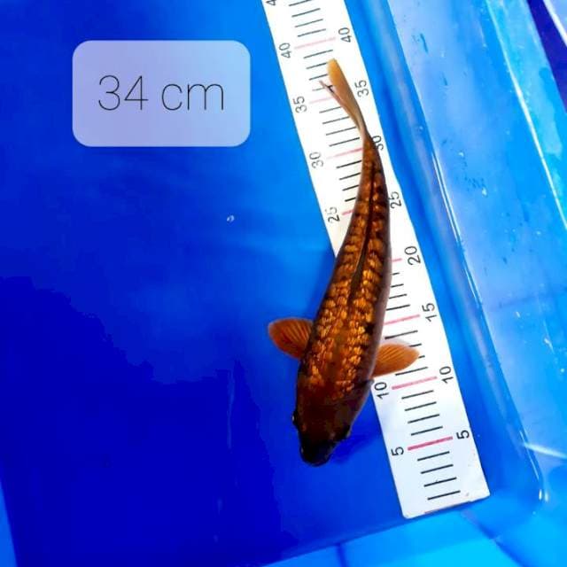 Purnadi koi. Tembaga aragoke 34 cm