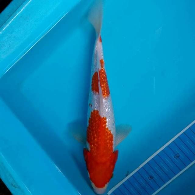 Strong ginrin kohaku ori