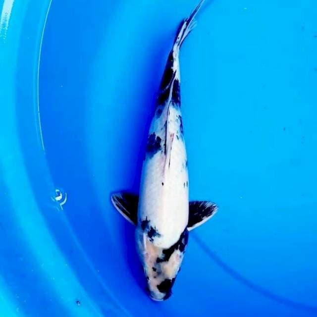 31cm SHIRO