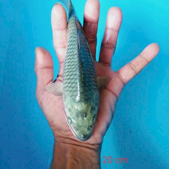 Saragoei